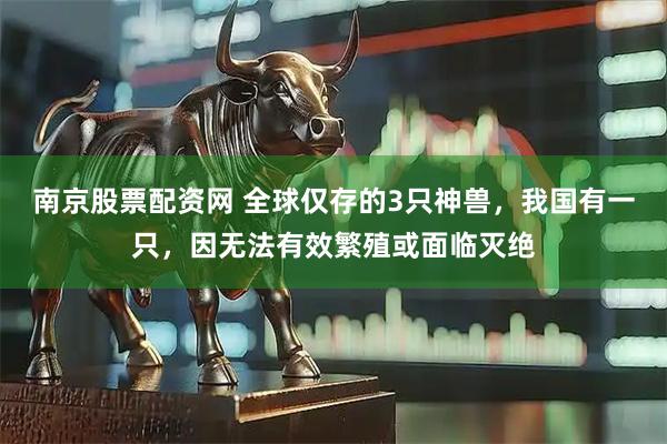 南京股票配资网 全球仅存的3只神兽，我国有一只，因无法有效繁殖或面临灭绝