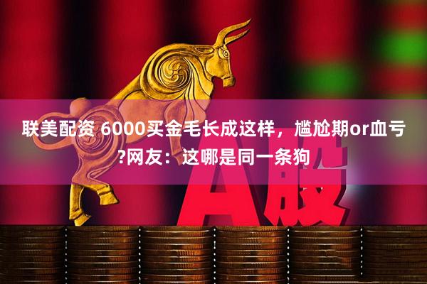 联美配资 6000买金毛长成这样，尴尬期or血亏?网友：这哪是同一条狗