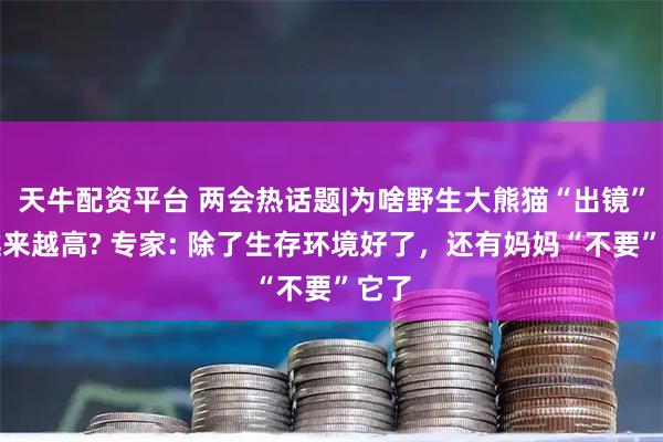 天牛配资平台 两会热话题|为啥野生大熊猫“出镜”率越来越高? 专家: 除了生存环境好了，还有妈妈“不要”它了
